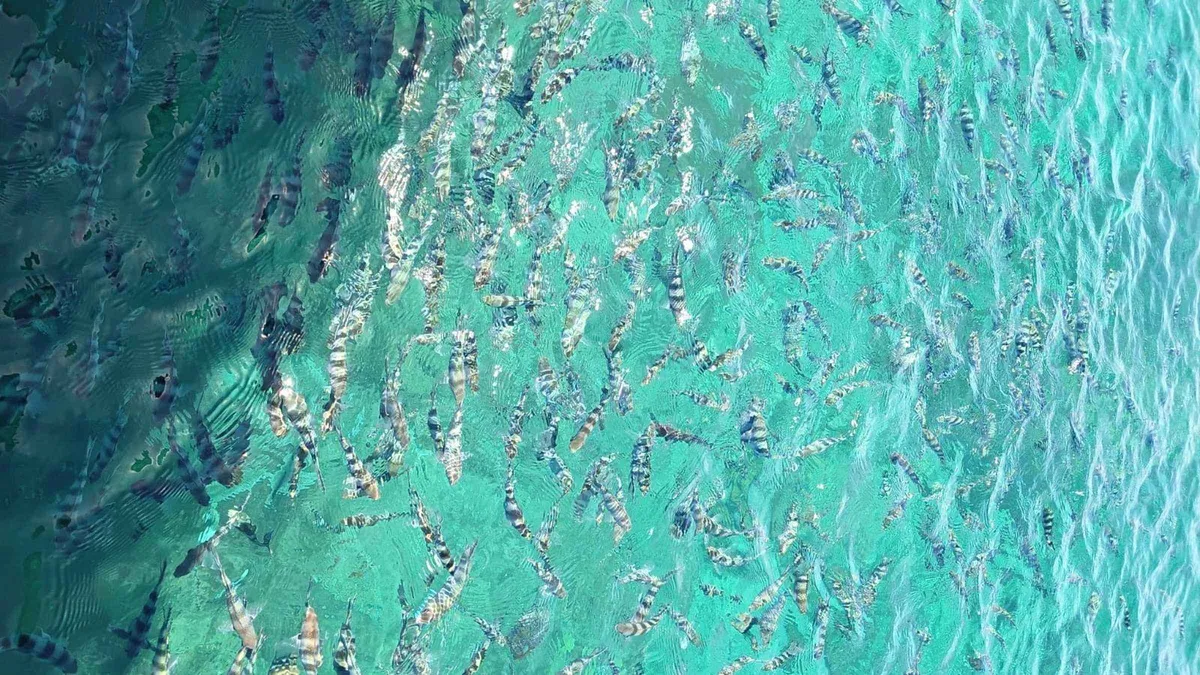 Hundreds of sergeant major fish crowding the shallows during the fish feeding stop on the Mamanuca snorkel and turtle sanctuary trip